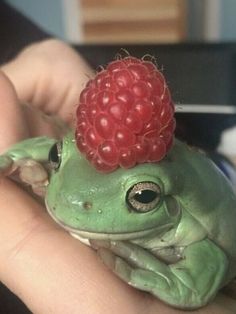 a frog with a raspberry on its head sitting in someone's hand