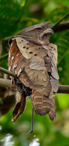 a bird sitting on top of a tree branch