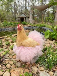 a chicken wearing a pink tutu in the grass next to some rocks and trees