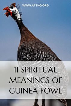 a bird with the words 11 spirital meaningss of guinea fowl