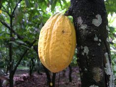 a large yellow fruit hanging from the side of a tree in a forest with other trees