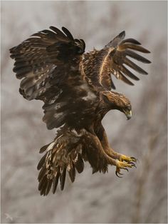 an eagle is flying in the air with its wings spread out and it's talon extended