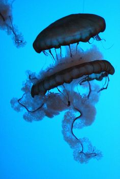 some very pretty jellyfish in the water