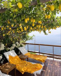 two yellow and white lounge chairs under a tree with lemons hanging from it's branches