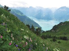 wildflowers growing on the side of a mountain overlooking a body of water and mountains