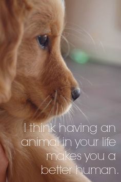 a brown dog with blue eyes and a quote on it's side that says, i think having an animal in your life makes you a better human