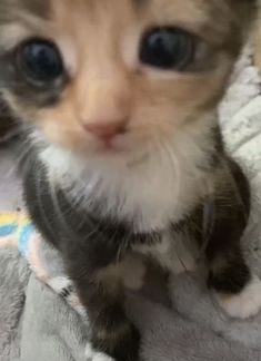 a small kitten sitting on top of a blanket