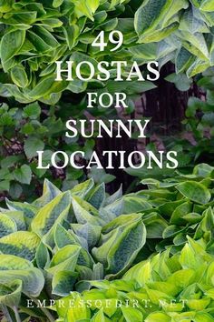 some green plants and bushes with the words, 39 hostas for sunny locations