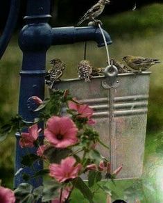 some birds are sitting on top of a bucket and drinking water from the faucet