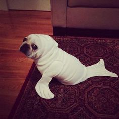 a small white dog wearing a sweater on top of a rug