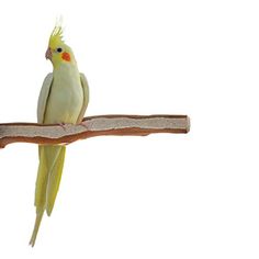 a yellow and white bird sitting on top of a tree branch