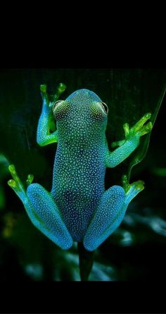 a blue and green frog sitting on top of a leafy plant in the dark