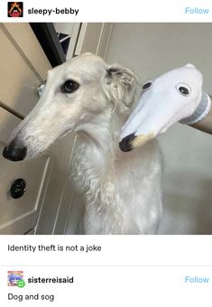 a white dog standing next to a stuffed animal