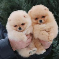 two small dogs are being held in someone's hand