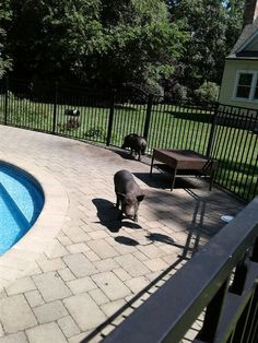 a dog standing next to a pool in a backyard