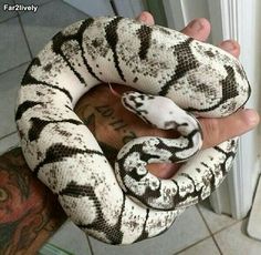 a person holding a large white and black snake in their hand with tattoos on it's arm