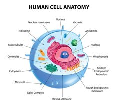 the structure of an animal cell labeled in its body and labelled with labels on it