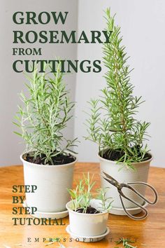 three potted plants sitting on top of a wooden table next to each other with scissors