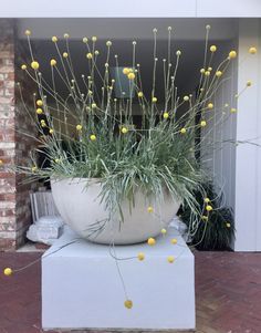 a large white planter with yellow flowers in it