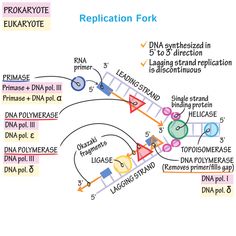 a diagram showing the location of replicaions in an eukaryote eukartoe