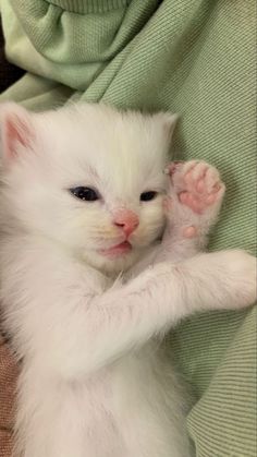 a small white kitten sitting on top of a couch next to a green blanket with its paw in the air