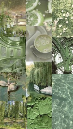 a collage of photos with water, trees and swans in it's pond