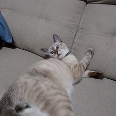 a cat laying on it's back on top of a couch with its paws in the air