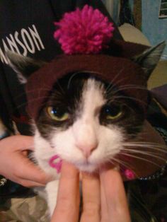 a black and white cat wearing a brown hat