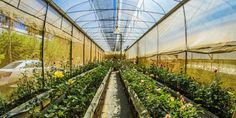 several rows of greenhouses with plants growing in them