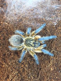 a blue and yellow spider sitting on the ground