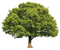 a large tree with green leaves on it's branches, isolated against a white background