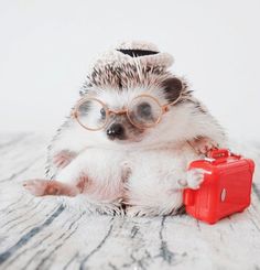 a hedgehog with glasses and a red suitcase