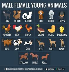 an animal poster with the names of different types of animals and their meanings in english