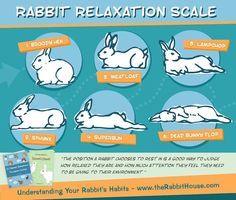 the rabbit's health and nutrition guide for rabbits is shown in this poster, with instructions