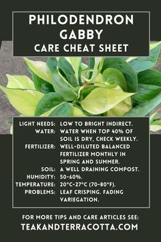 Philodendron Gabby Care Cheat Sheet Gabby Philodendron, Philodendron Gabby, Philodendron Hederaceum, Wishlist Plants, Jungle Plants, Plants Care, Dream Plants