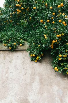 an orange tree with lots of fruit growing on it's branches in front of a concrete wall