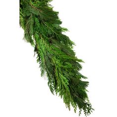 a long branch of evergreen with green leaves on it's end, hanging from a white background