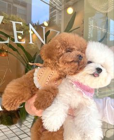 a small white and brown dog is being held by a person in front of a store window