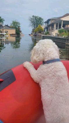 a white dog sitting on top of a red boat