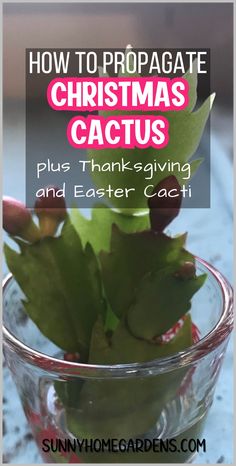 a glass bowl filled with plants and text overlay reads how to propagate christmas cactus plus thanksgiving and easter cacti