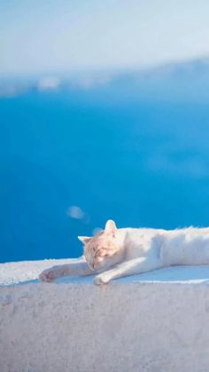 a white cat laying on top of a snow covered roof next to the ocean and sky