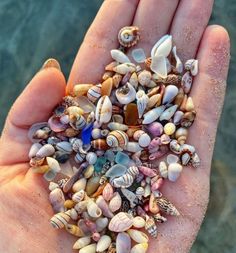 a hand holding lots of sea shells on the beach in it's palm area