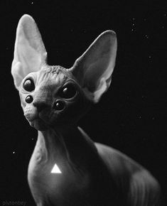 a sphydrah cat with big eyes staring at something in the dark sky