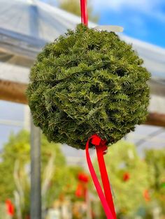 a green ball hanging from a red ribbon in a greenhouse with other plants behind it