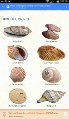 an image of seashells and shells on the app store's mobile phone