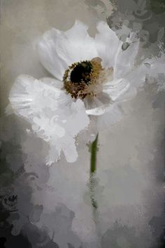 a white flower is shown in this artistic photo