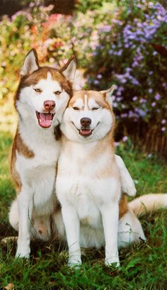 two brown and white husky dogs sitting in the grass with their heads on each other