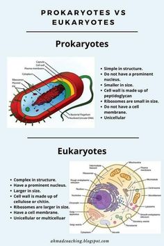 the structure and functions of an eukaryotes plant cell infographical poster