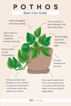 a potted plant with instructions on how to care for it and how to use it