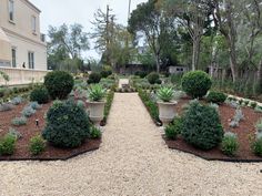 an outdoor garden with various plants and trees